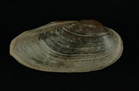 藏品(石蚌)的圖片